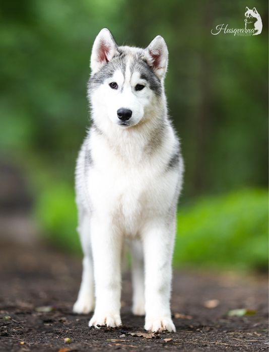 Śliczna suczka / Hodowla FCI od 1994 roku