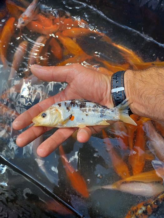 Karaś złota . Amur , Lin , Tołpyga  , Sandacz.