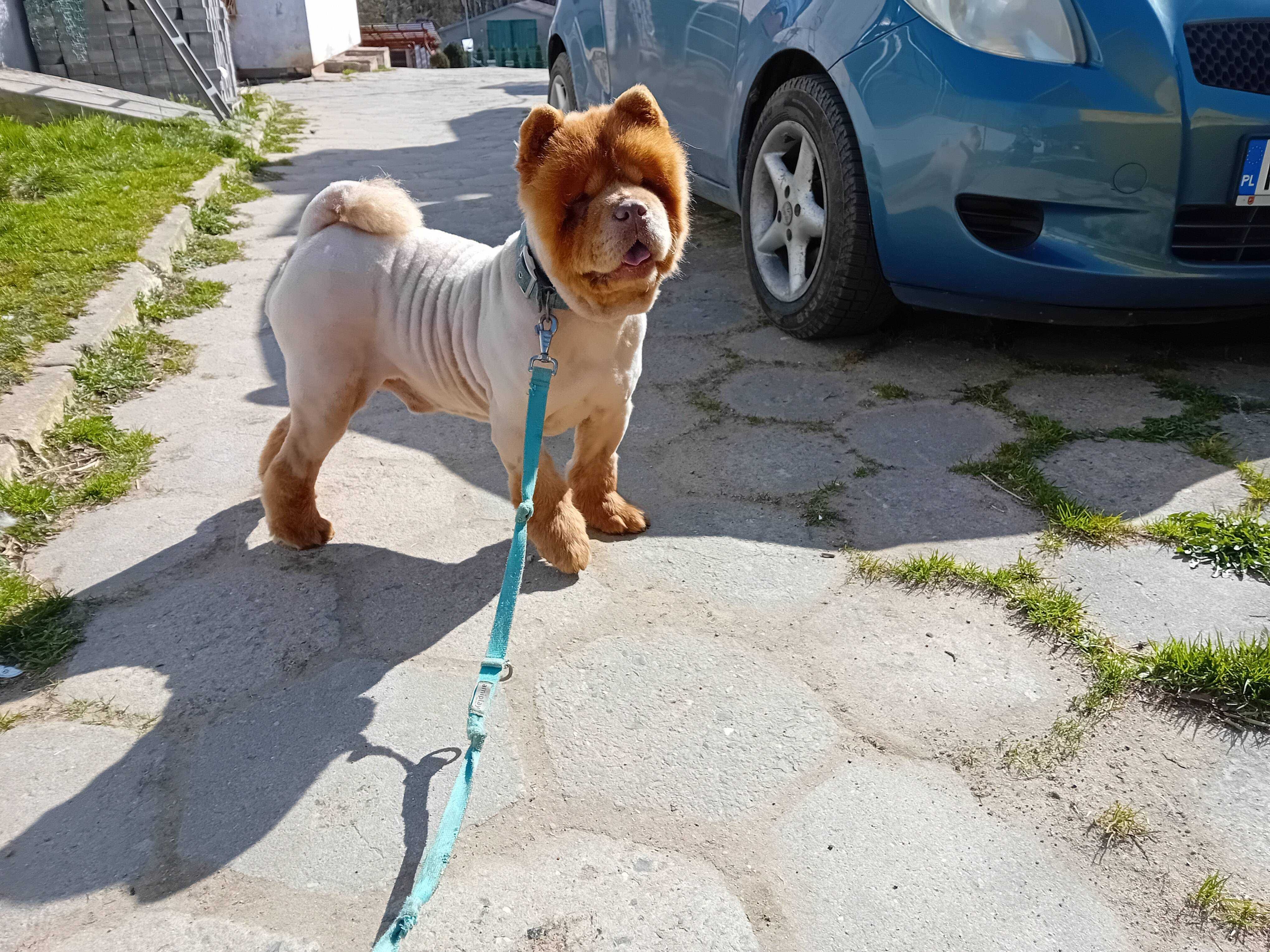 SAM - rasy CHOW-CHOW, 10-letni, łagodny