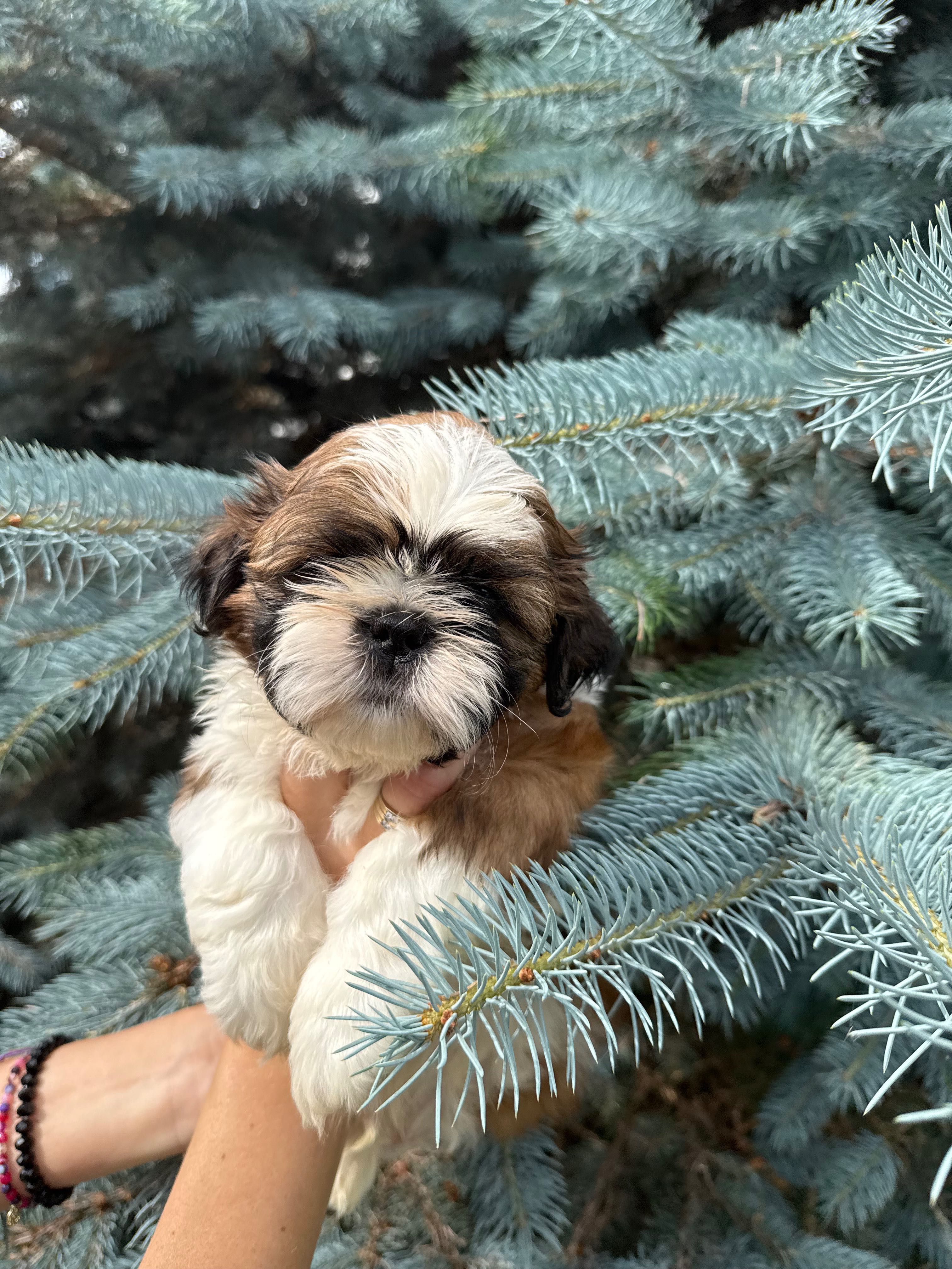 SHIH TZU  ZKWP/FCI - do rezerwacji