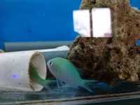 akwarium morskie- Chromis virdis