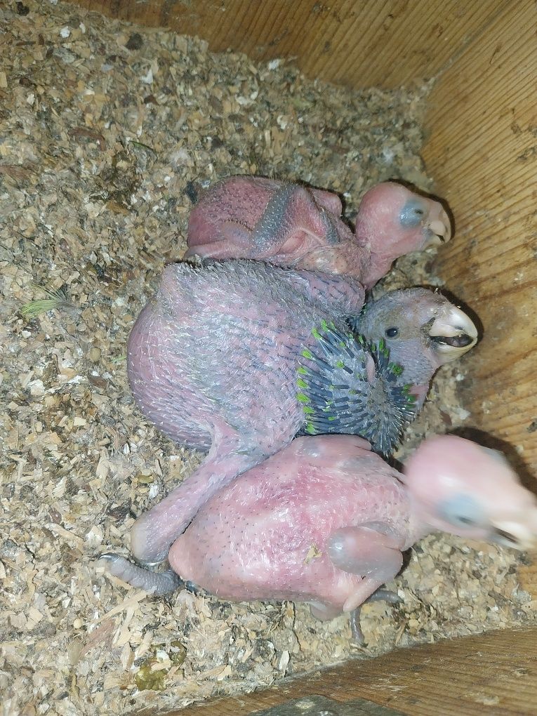 Papagaios Amazonas bebés