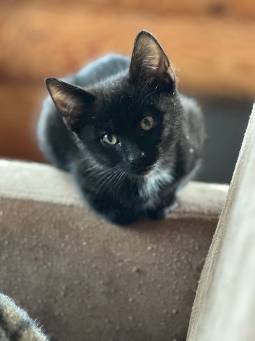 Kotki czarny z białym krawacikiem i szary tygrysek