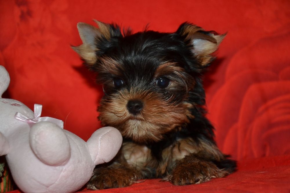 Дівчинка красунечка.Доставка по Україні