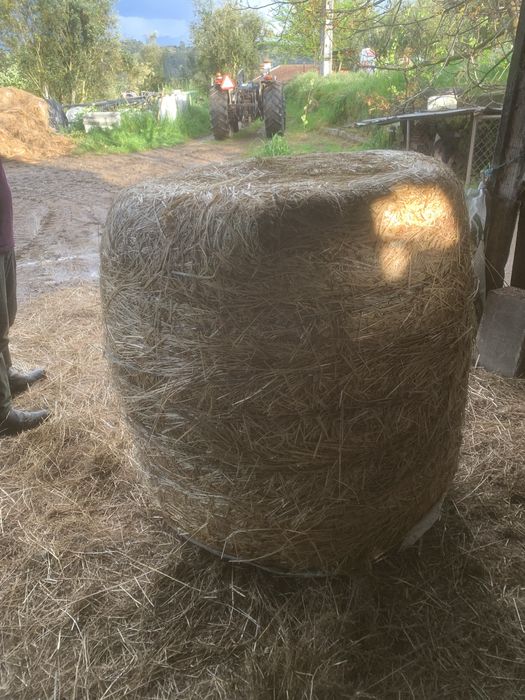 Fardos de feno-silagem