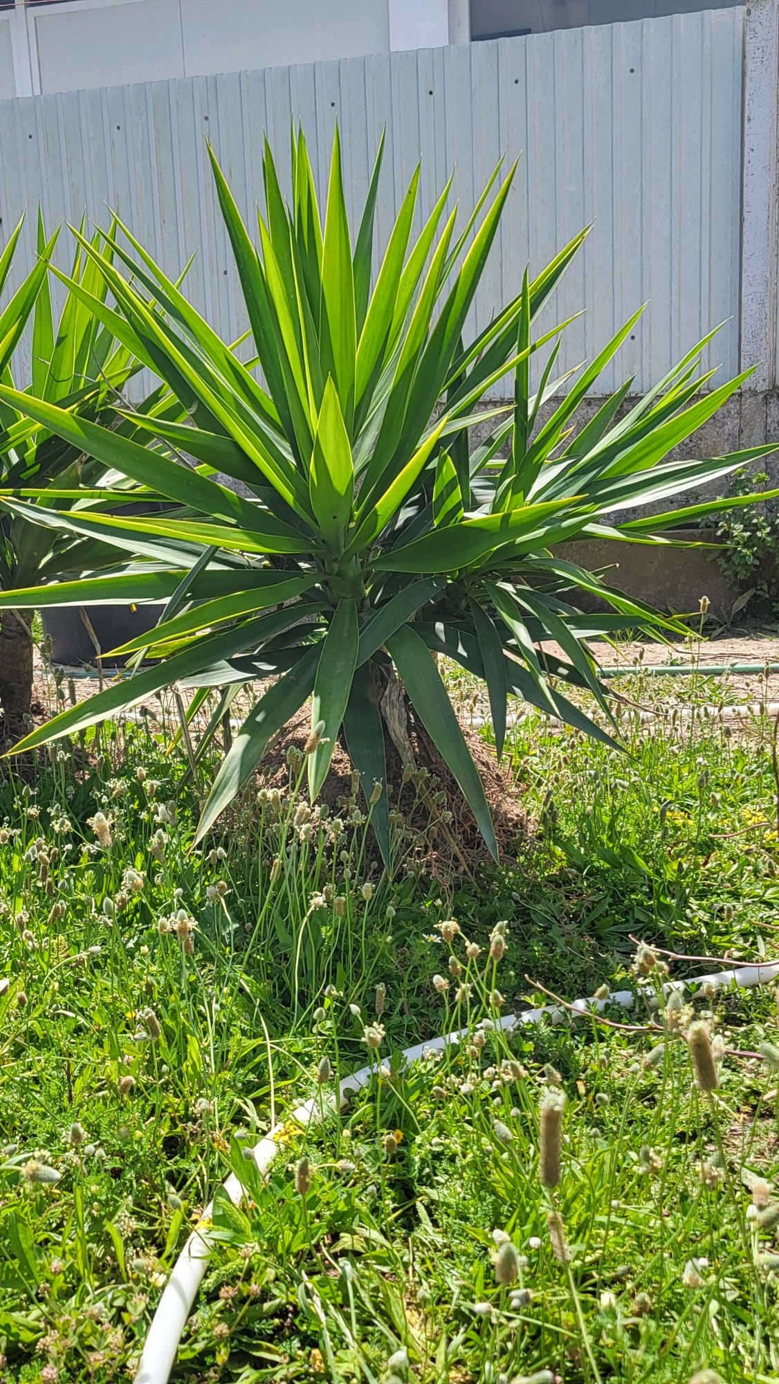 Yuccas com cerca de 50 cm