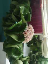 Hoya carnosa compacta