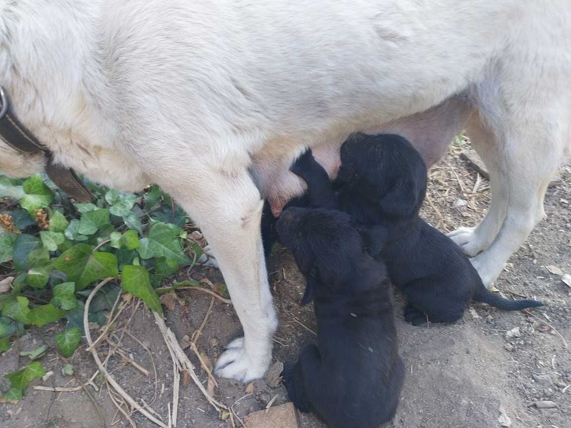 dão-se labradores