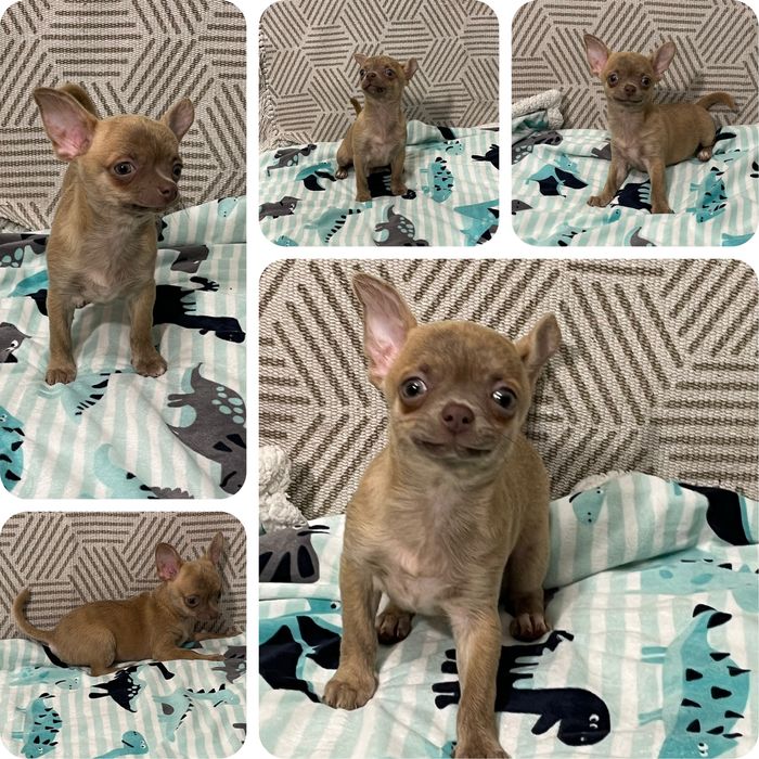 Хлопчик красунчик