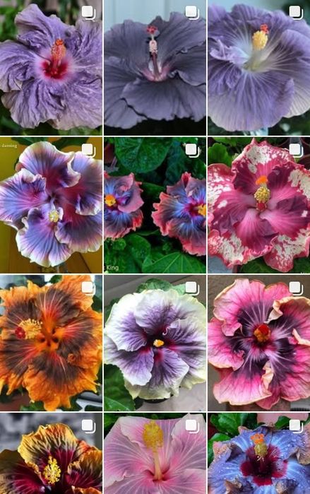 Излишки моих Гибискусов