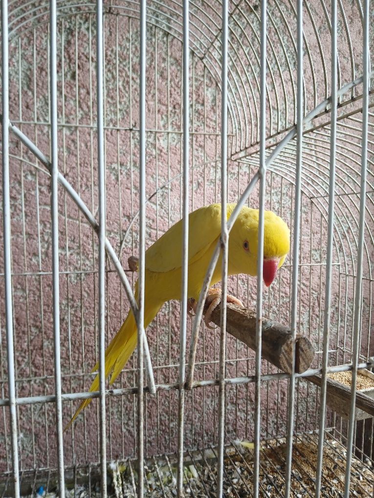 Vendo casal de Ringneck e Piriquito Regente macho