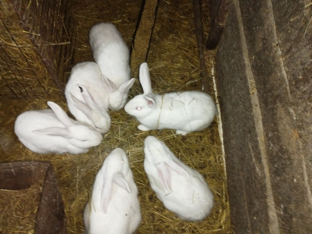 . Шукають новий дім молоді кролі  термондські білі та інші.