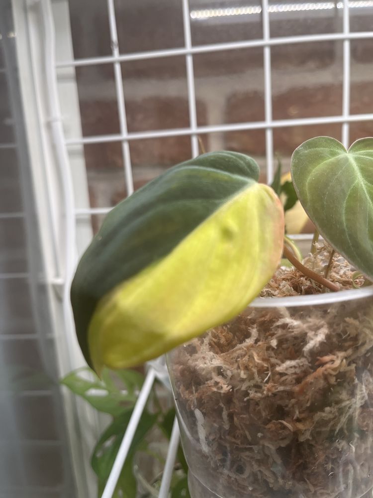 Philodendron Micans Variegata - Warszawa