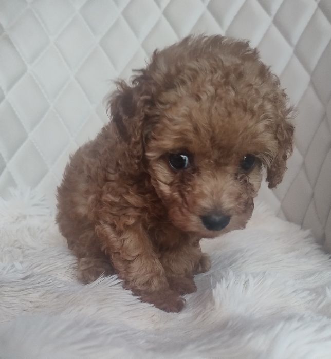 Cudna Maleńka Suczka Red Brown  - Pudel Toy - Już Do Odbioru!