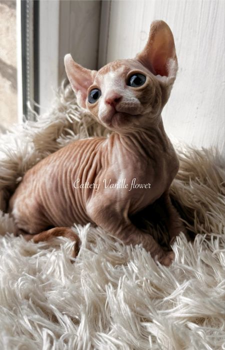 Канадский сфинкс эльф