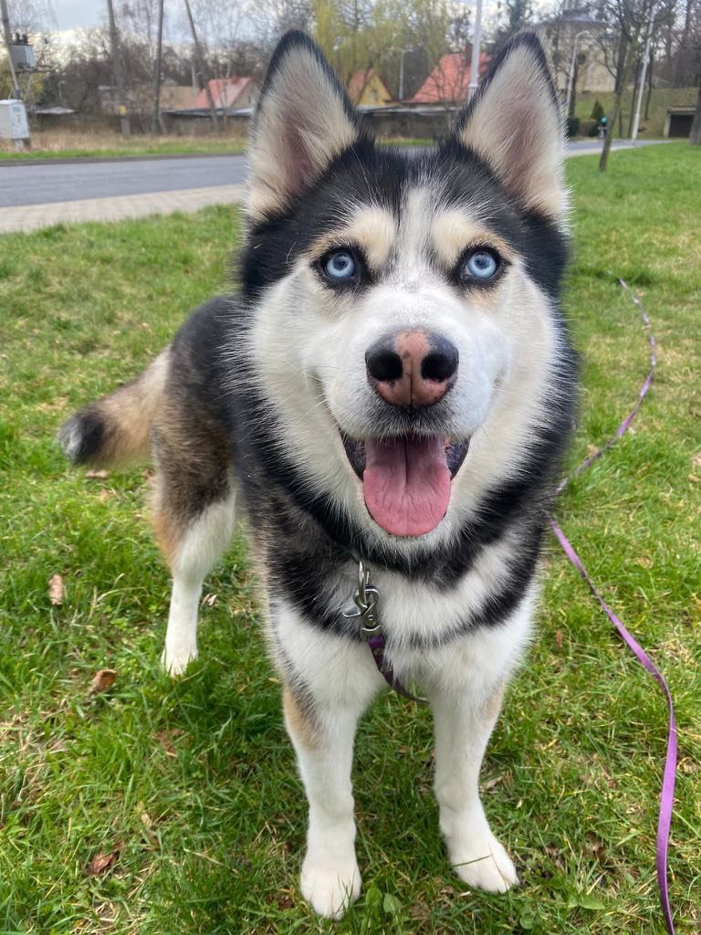 Grubson w typie husky do adopcji!