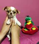 Chihuahua miniaturowy piesek