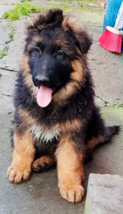 Owczarek Niemiecki Długowłosy