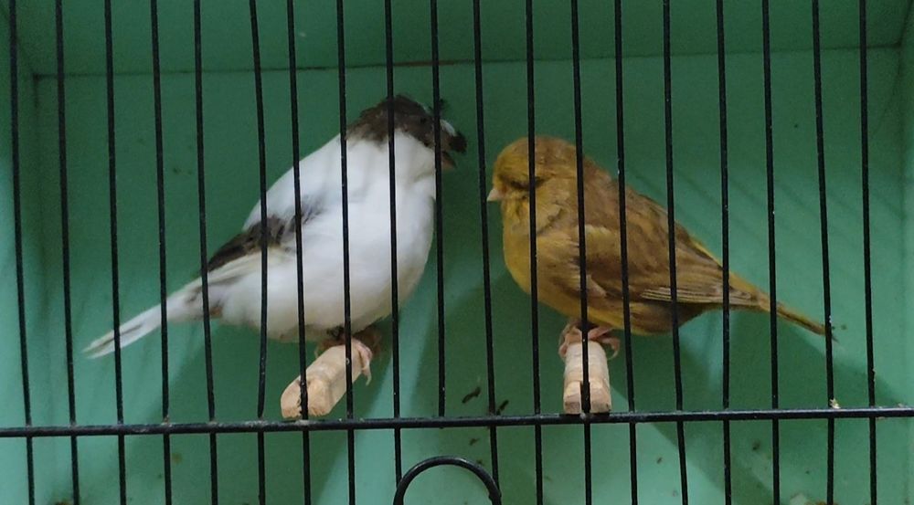 Canários Gloster de linhagem campeã