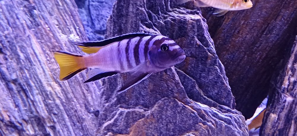 sprzedam pyszczaki Pseudotropheus elongatus Mphanga
