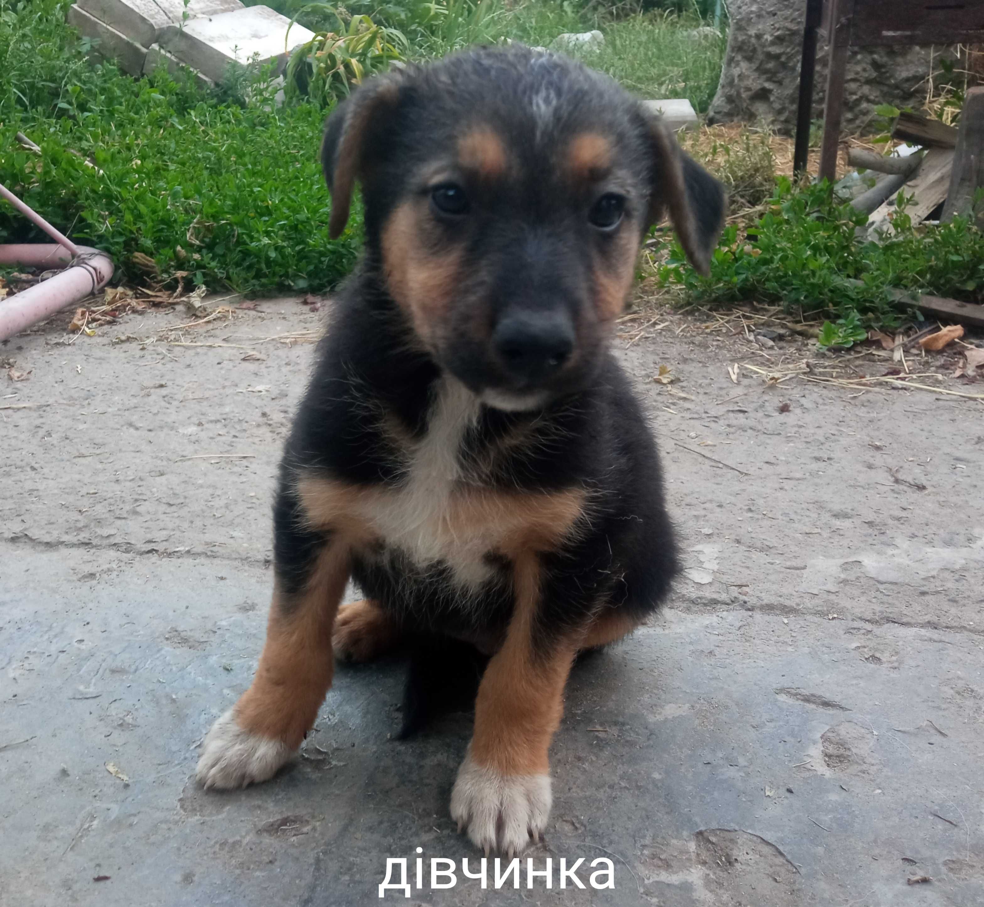 Безкоштовно віддамо цуценят в добрі руки