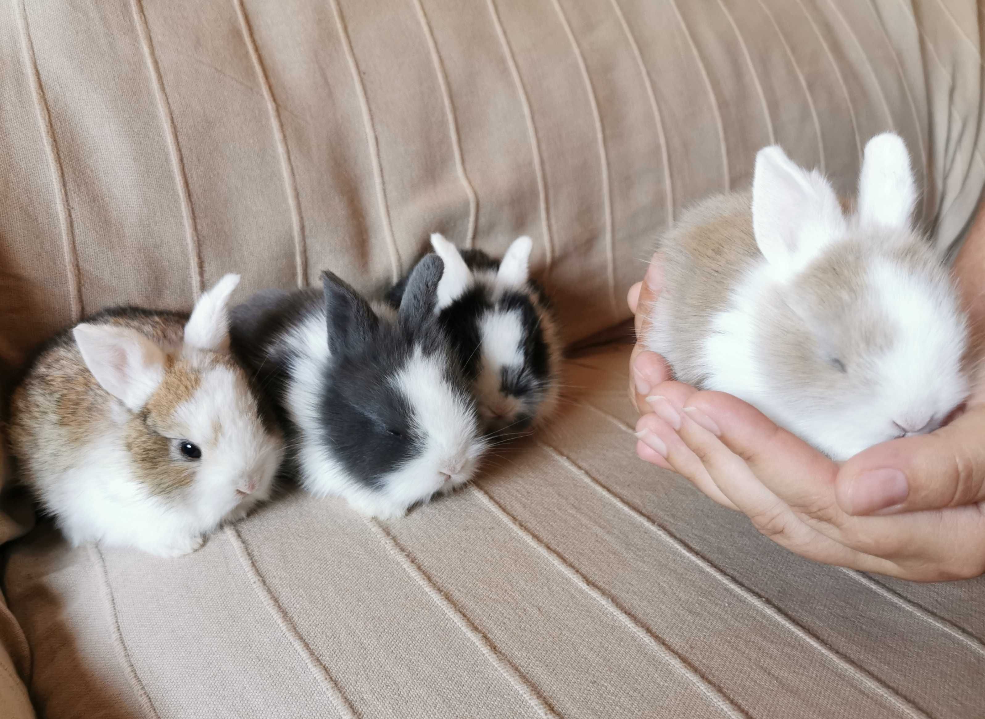 KIT Coelhos anões teddy, angorá e holandês mini muito fofos