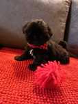 Shih Tzu Sunia Cukiereczek