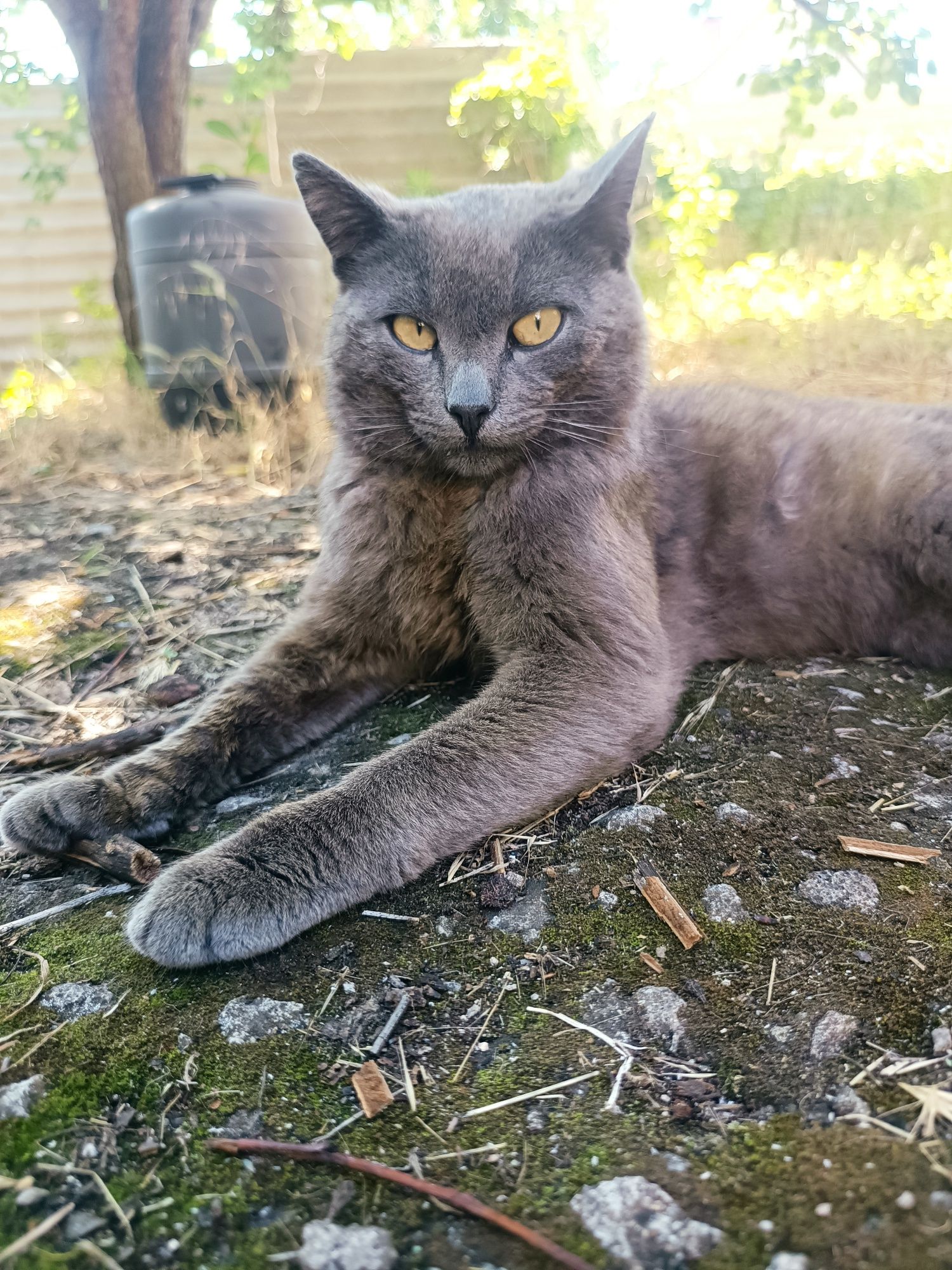 Помогите найти кота , утерян кот.