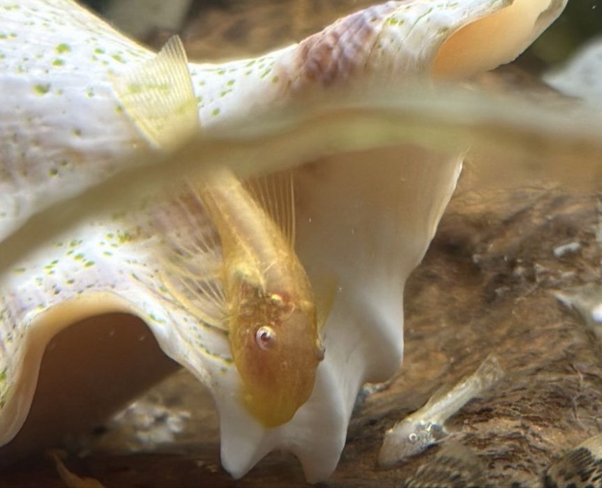 Glonojad zbrojnik złoty i albinos