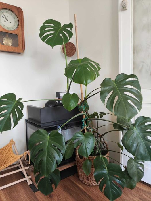 SPRZEDAM MONSTERĘ dziurawą (Philodendron)
