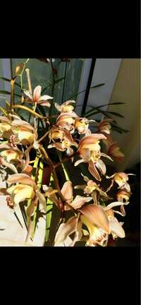 Vendo bolbos de orquidea em vaso pequeno