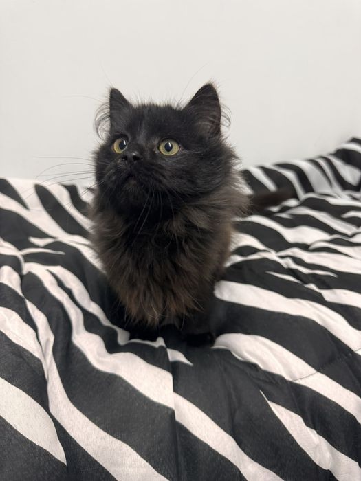 Бруно шукає родину