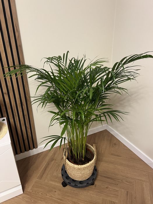 Пальма Дипсис Арека 120 см