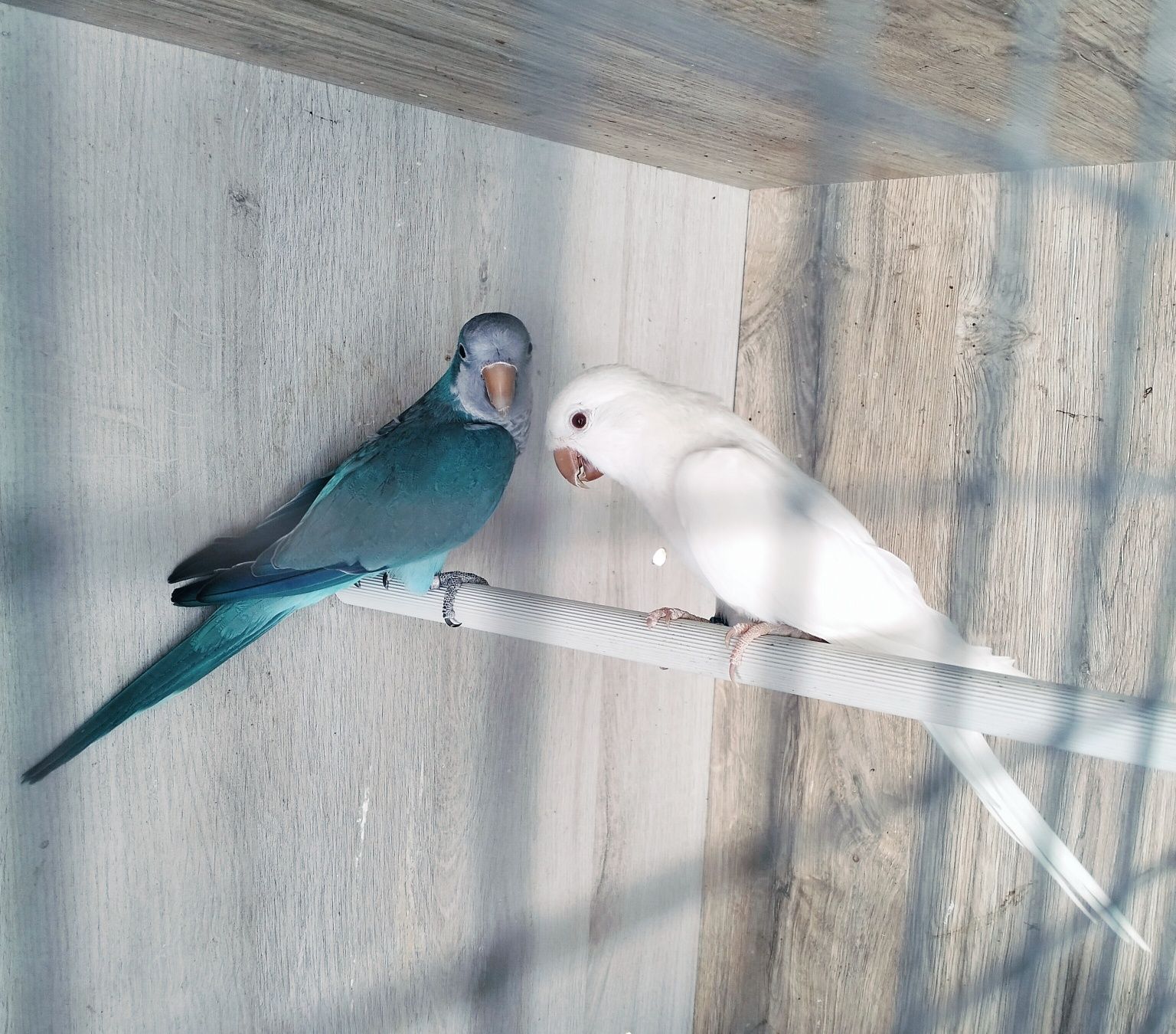 Casal para ceder