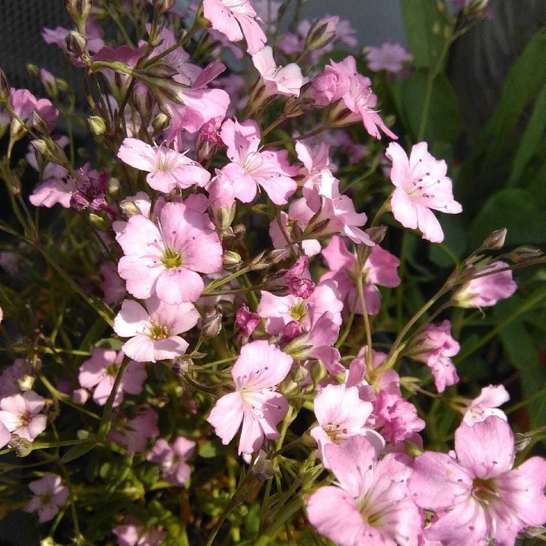 Gipsówka rozesłana 'Rosea'