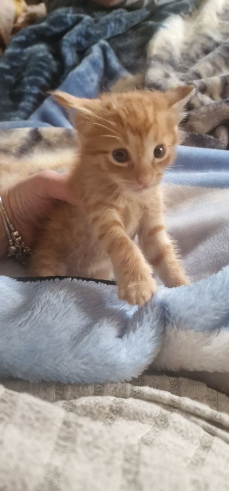 Gatos para adoção