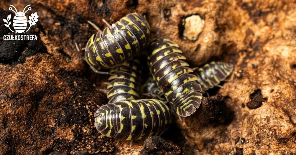 Isopody Armadillidium maculatum “Yellow Zebra”