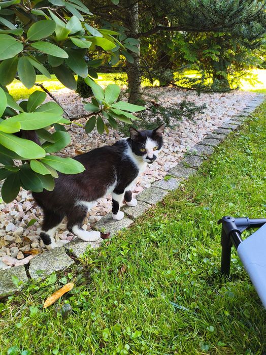 Kot, kocurek do adopcji.