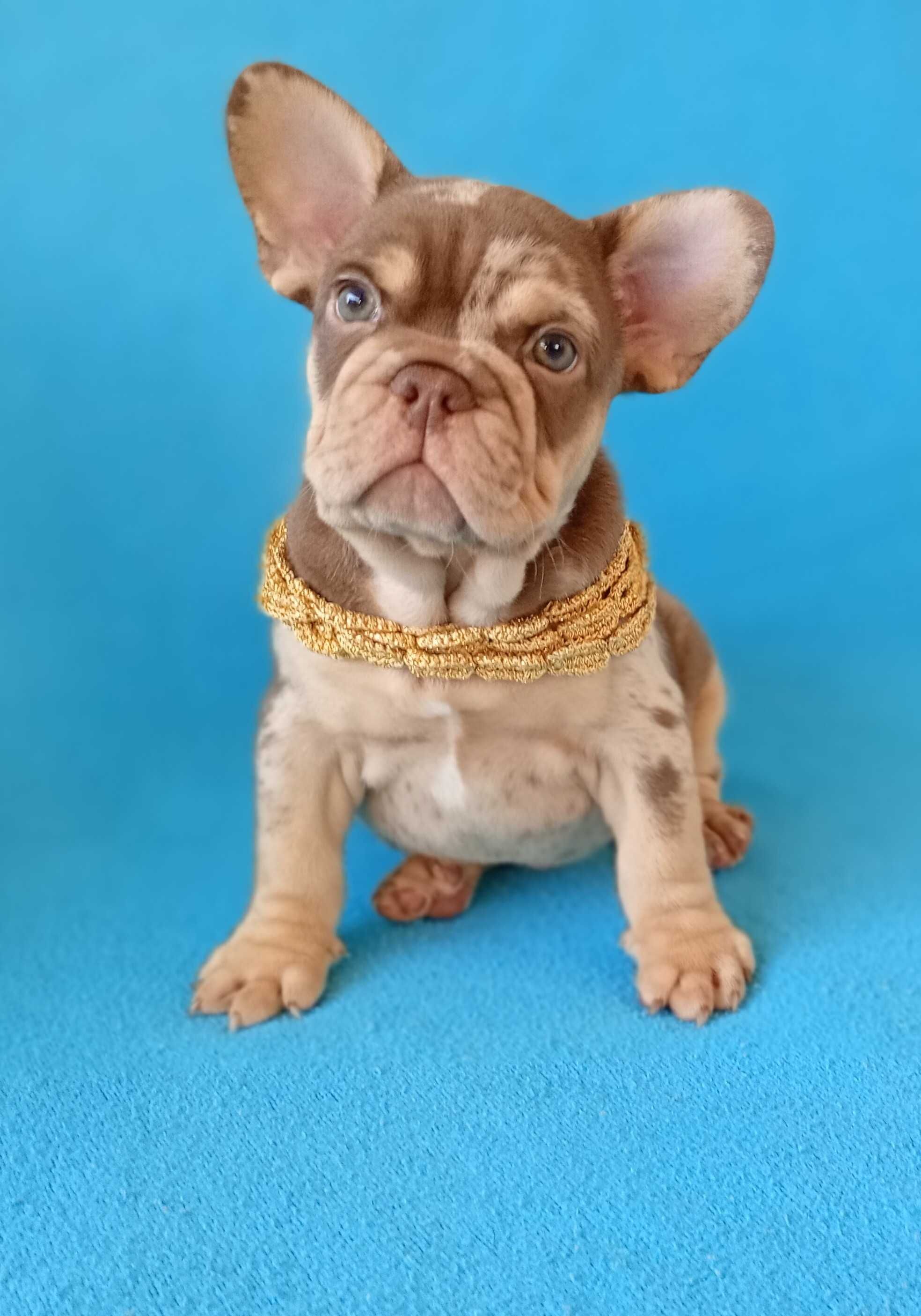 Male French Bulldog Exotic coloring