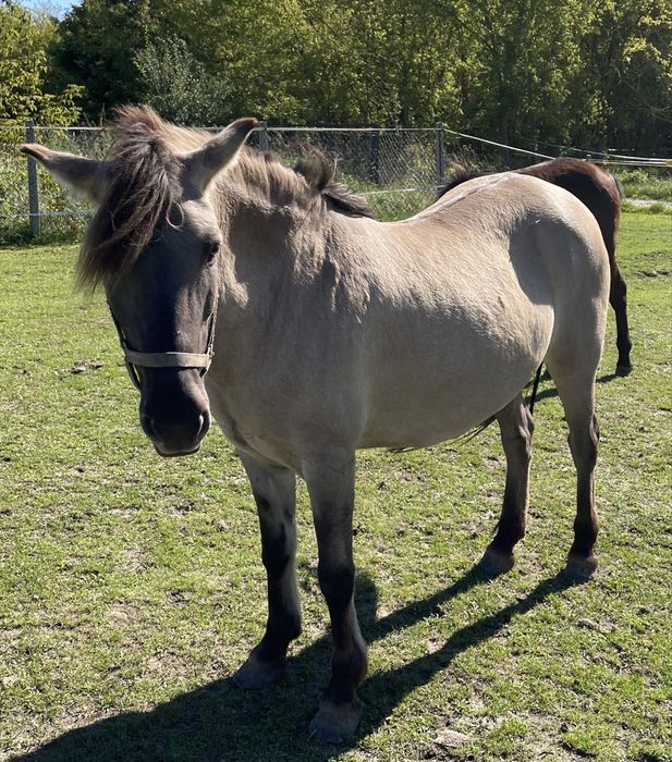 Klacz konik polski w parze z ogierkiem