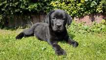 Labrador Retriever! Czarny, grubej kości szczeniak!