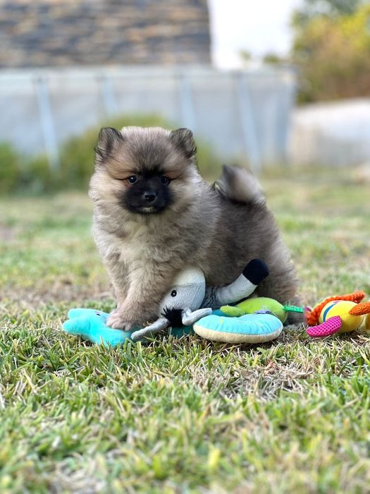 Lulu da Pomerânia menino Miniatura