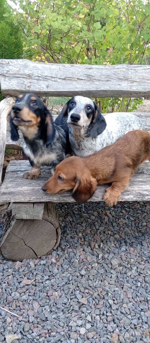 Цуценята мініатюрної такси, різних окрасів, з документами клубу.