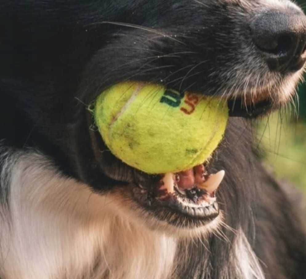Piłeczki do tenisa piłki Wilson US open dla psa do pralki używane