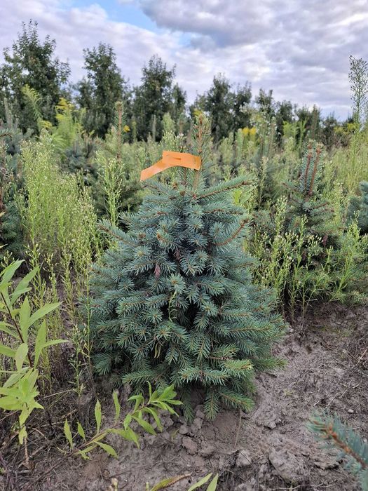 Świerk kłujący cięty 175-250 cm/ w donicy 60-180 cm/ TuChoinki.pl