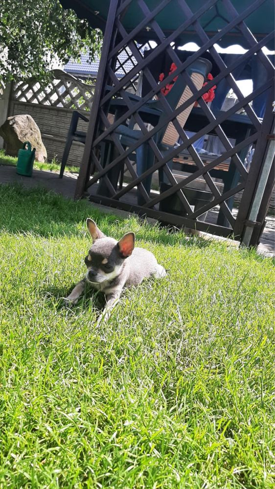 Sprzadam piekną chihuahua Niebieska - Dziewczynka
