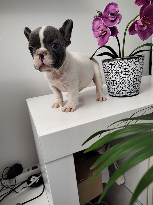 Buldog francuski