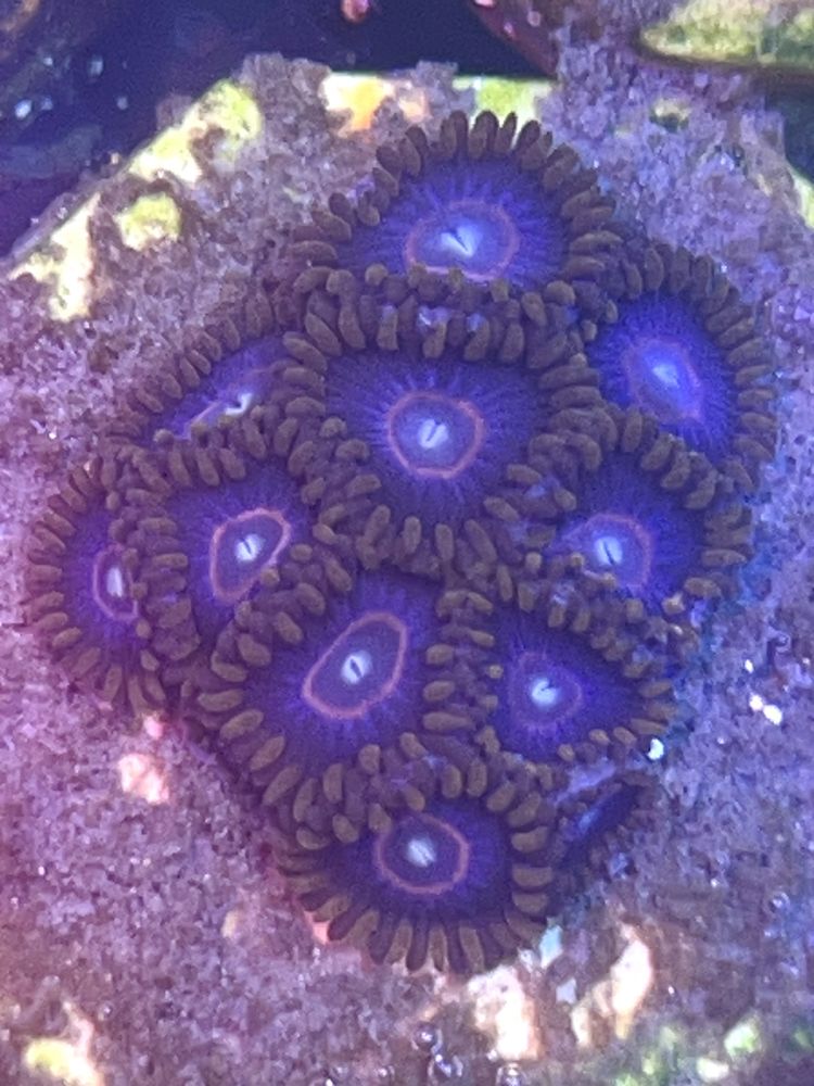 23 Zoanthus Blue Hornet Zoa Duzo Glowek 10 minimum Akwarium Morskie