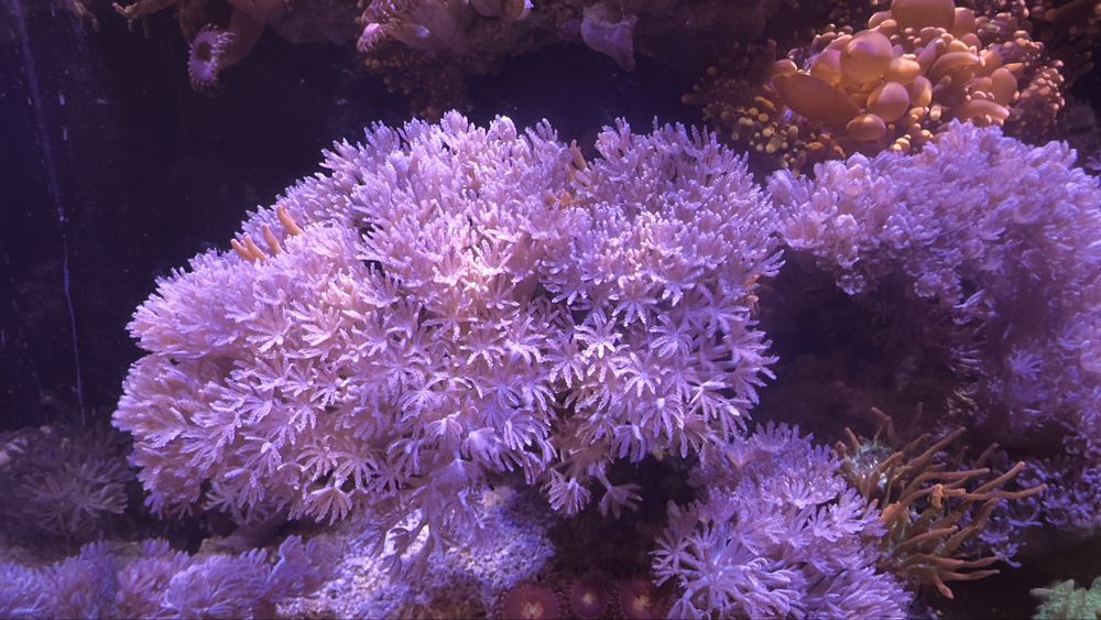 Xenia - akwarium morskie