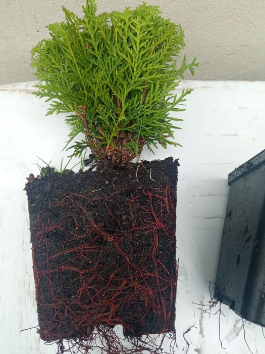 Туя Даніка 150 грн